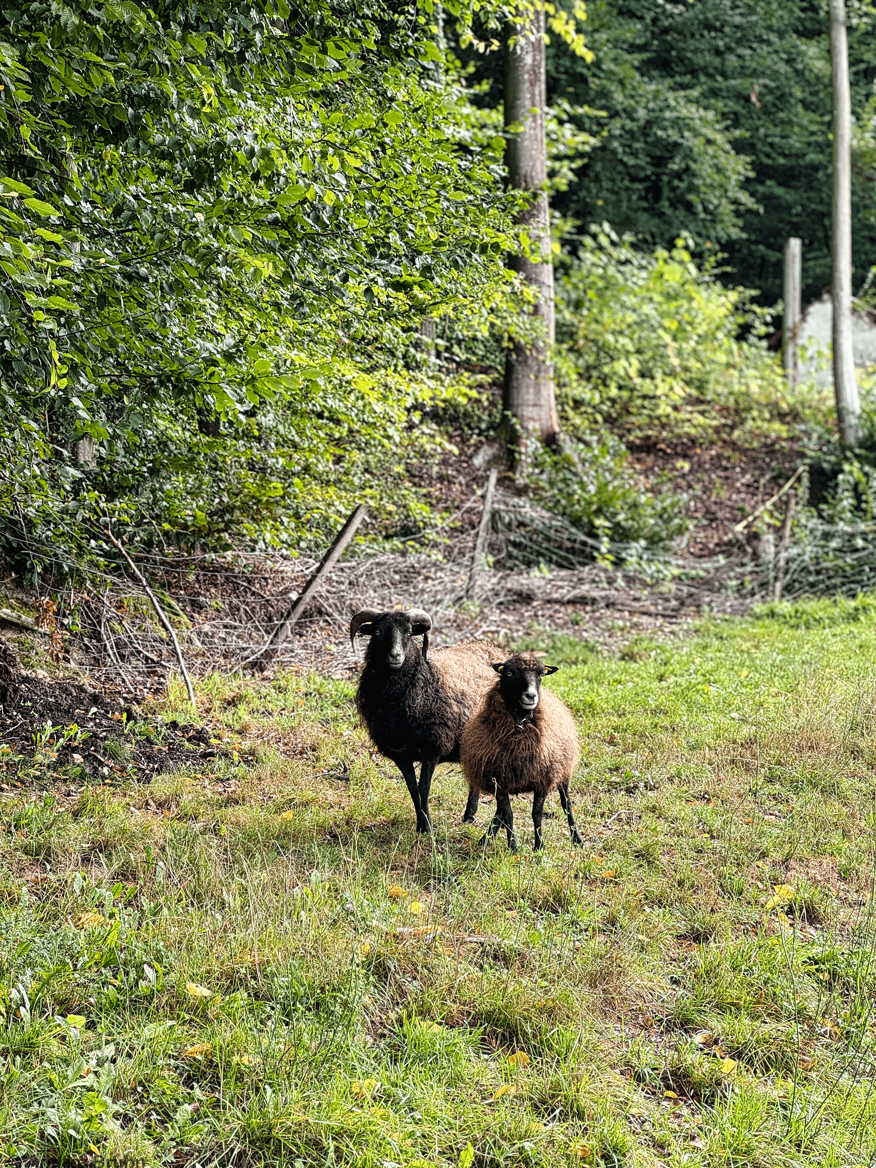 Unsere Schafsfreunde